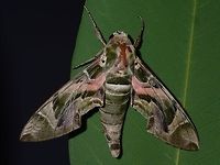 Oleander Hawkmoth - Daphnis nerii This beautiful Oleander Hawkmoth - Daphnis nerii flew into the dining area at the Resort I was staying at during my diving weekend, and landed on the floor. I put it out to the garden for this picture. Anilao,Batangas,Daphnis nerii,Geotagged,Hawkmoth,Moth,Oleander Hawk-moth,Philippines,Summer