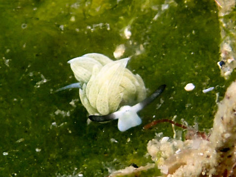Nudibranch - Costasiella usagi This Costasiella usagi Nudibranch is tiny in size, around 3-4 mm, they probably gets to max of 5 mm.
This one is a bit different from the other Costasiella species ie. Costasiella kuroshimae, the cerata are mostly white or light green in colour.  However, both species can be found in the same location/dive site and on the same food source algae.  However, I haven't seen them on the same piece of algae leaf yet, not surprised if they co-exist on the same host of algae which is usually just around 2-3 cm in diameter size.

The tiny 2 black dots are their eyes, which are very primitive, only able to sense light. Anilao,Batangas,Costasiella usagi,Geotagged,Nudibranch,Philippines,Summer