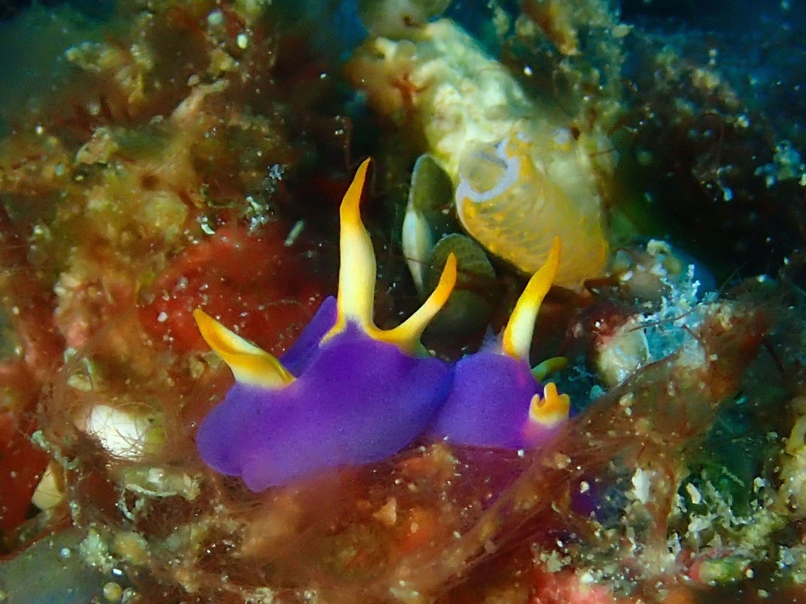 Purple Couple - Sagaminopteron ornatum The picture shows a pair of Batwing Slug - Sagaminopteron ornatum.  They are very small, the one on the left is around 5 mm and on the right is around 3 mm in size.  Was very happy to see a pair of them for the first time, usually seeing one is already lucky!<br />
<br />
I&#039;m not supposed to post pics with humans, but to give an idea how tiny they are, adding a link to my Facebook post to show how tiny they are :<br />
<br />
<a href="https://www.facebook.com/photo.php?fbid=10155604602377491&amp;set=a.383697222490.164145.793127490&amp;type=3&amp;theater" rel="nofollow">https://www.facebook.com/photo.php?fbid=10155604602377491&amp;set=a.383697222490.164145.793127490&amp;type=3&amp;theater</a>; Anilao,Batangas,Batwing slug,Geotagged,Nudibranch,Philippines,Sagaminopteron ornatum,Summer