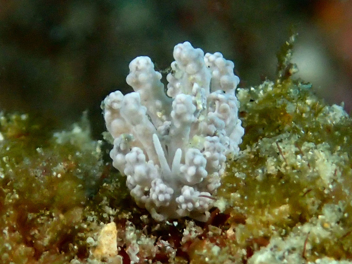 Tuberculated Phyllodesmium Nudibranch This is a tiny Nudibranch (juvenile) Tuberculated Phyllodesmium - Phyllodesmium tuberculatum, they probably grow bigger in size.  During the dive, it was hardly possible to see the two Rhinopores to make sure that I was looking at a Nudibranch as they mimics very well their soft corals food source.  They are identified by the rounded tubercles on their cerata.<br />
<br />
This species was recently described in 2009 and the type material was from Anilao, which is where I saw this one. Anilao,Batangas,Geotagged,Nudibranch,Philippines,Phyllodesmium tuberculatum,Summer
