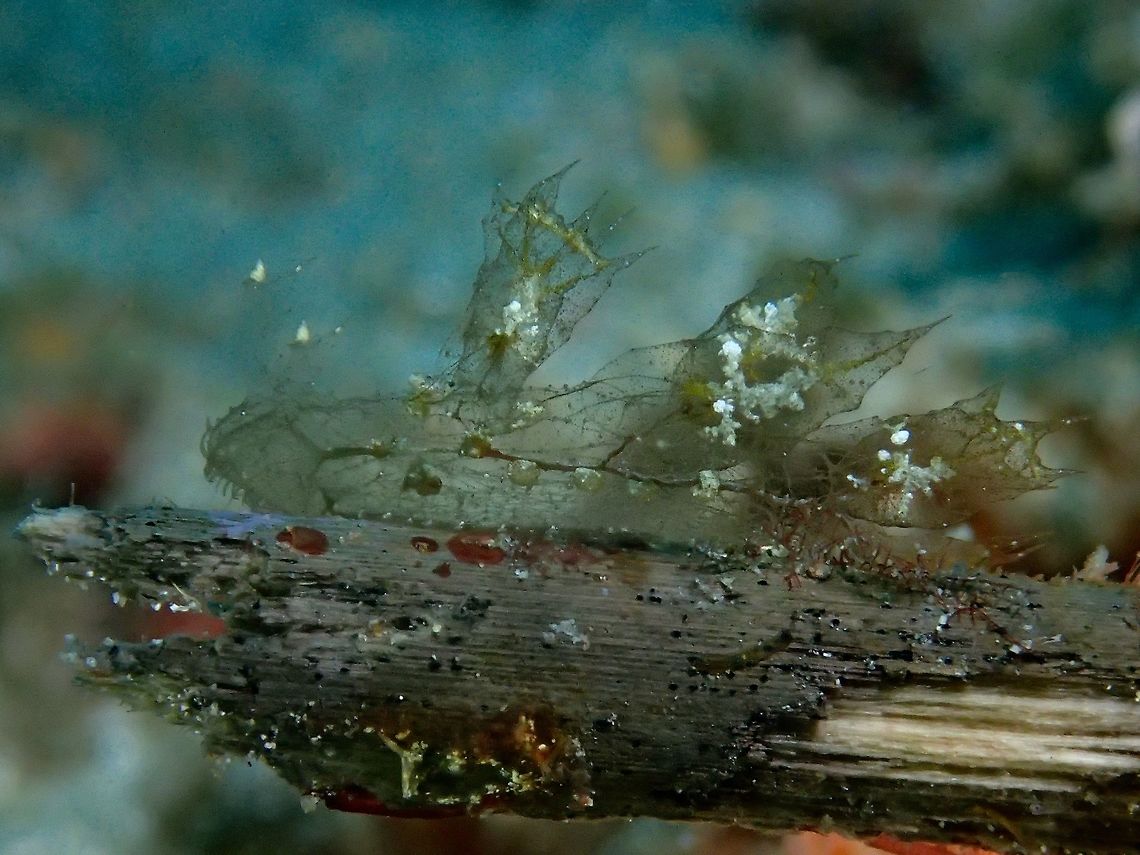 I'm Transparent! This Melibe engeli Nudibranch has a transparent body with brownish lines and some white spots. This one was around 2 cm in size, good size for taking pictures but was very difficult to focus on as its transparent.<br />
<br />
I was helping the filming crew from Taiwan, shooting for an underwater episode of their Underwater 30 meters TV Program in Taiwan. When I showed this Nudibranch to the host of the program during the dive, she didn't realised I was pointing to her a Nudibranch as she can hardly see it! Anilao,Batangas,Geotagged,Melibe engeli,Nudibranch,Philippines,Summer