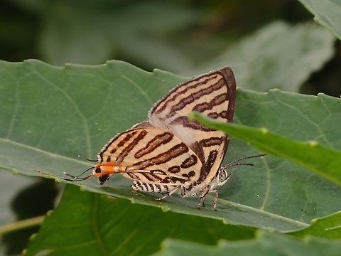 Club Silverline - Spindasis syama  Batangas,Butterfly,Club Silverline,Geotagged,Philippines,Spindasis syama,Summer,Talisay