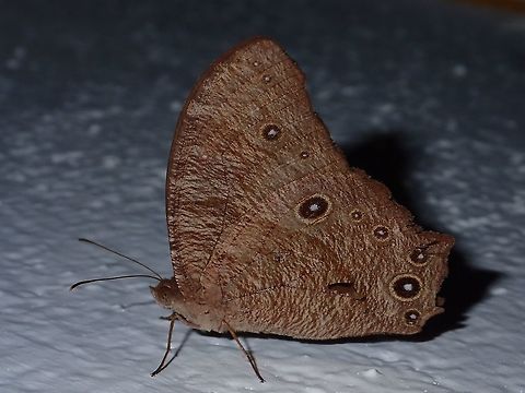 Common Evening Brown - Melanitis leda leda This is a sub-species of Common Evening Brown - Melanitis leda leda, reported from Luzon Island of Philippines. Anilao,Batangas,Butterfly,Common evening brown,Geotagged,Melanitis leda,Philippines,Summer