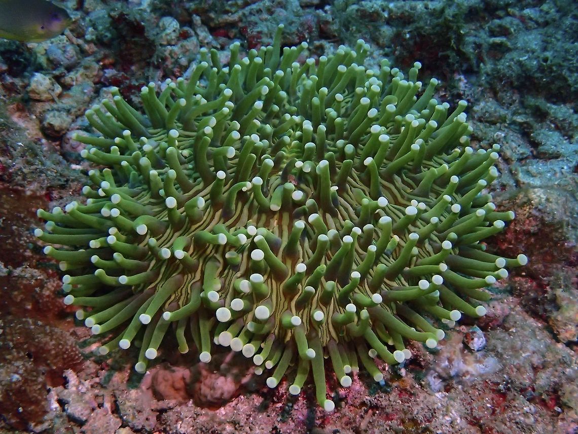 Mushroom Coral - Fungia concinna The Mushroom Corals - Fungia concinna consists of the brownish 'plate' with tentacles (in the picture, it is green in colour with white roundish tip). The tentacles can be retracted when touch, exposing the brown plate more prominently. Anilao,Batangas,Coral,Fungia concinna,Geotagged,Mushroom Coral,Philippines,Summer