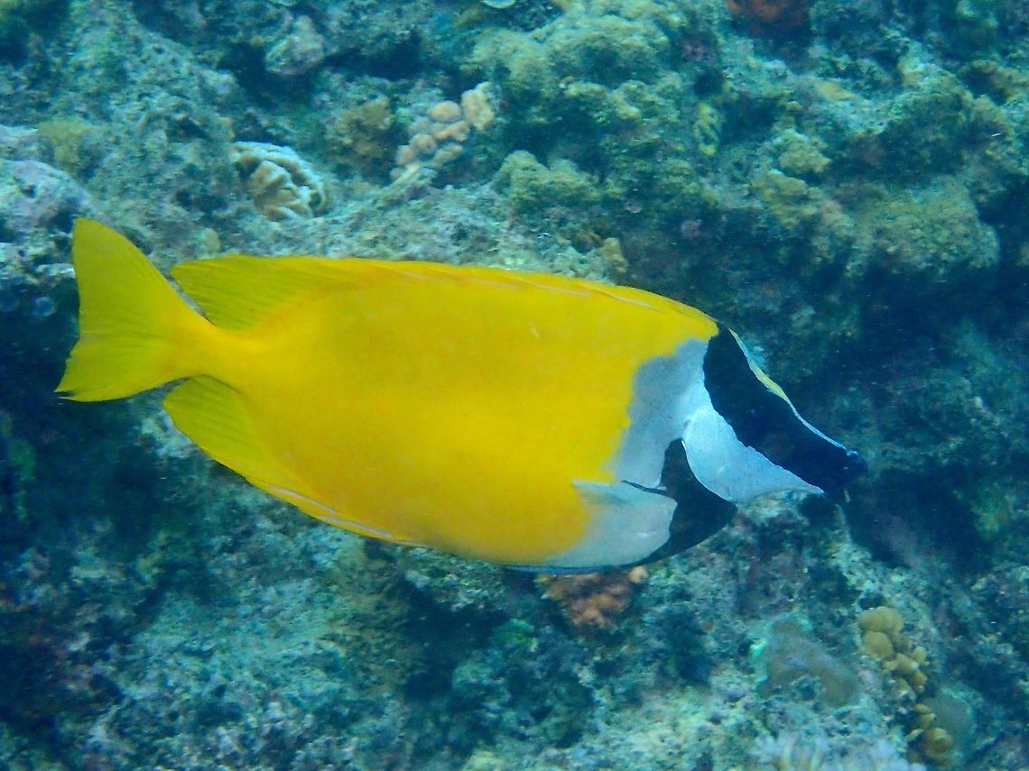 Foxface Rabbitfish - Siganus vulpinus The Foxface Rabbitfish - Siganus vulpinus has yellow body; white head with black band from protruding snout to dorsal fin' black breast marking. Anilao,Batangas,Fish,Foxface rabbitfish,Geotagged,Philippines,Rabbitfish,Siganus vulpinus,Summer