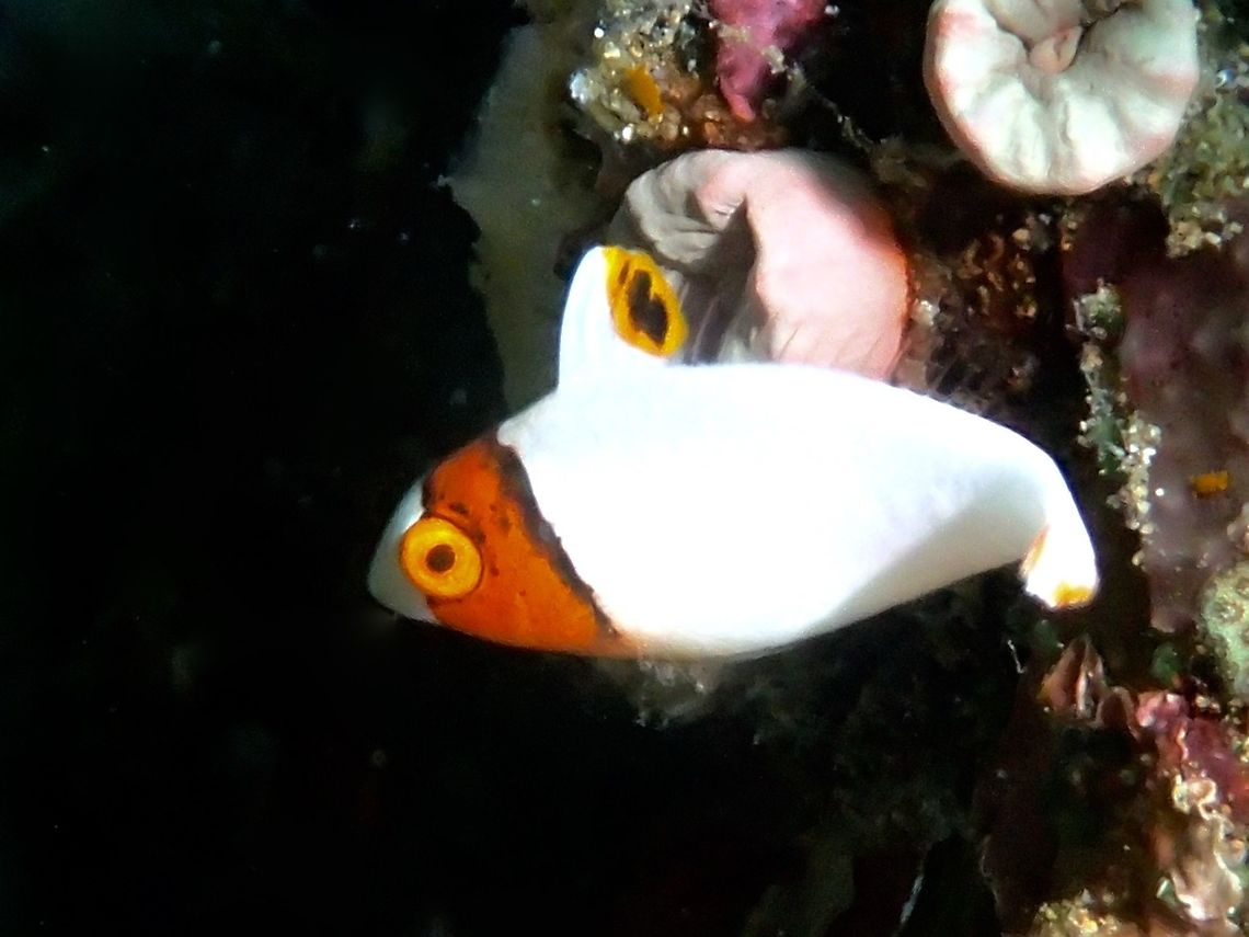 Spotted Parrotfish - Juvenile phase This Spotted Parrotfish - Cetoscarus ocellatus is much easier to recognise for the prominent all white body with the orange band on its head compared to the adults. Anilao,Batangas,Cetoscarus ocellatus,Fish,Geotagged,Parrotfish,Philippines,Spotted Parrotfish