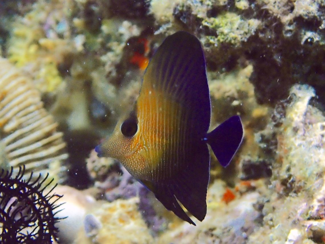 Juvenile Brushtail Tang - Zebrasoma scopas This is a juvenile of Brushtail Tang - Zebrasoma scopas; forebody pale golden brown with gold spots on head, rear body dark brown to purple; paired dark bars on body. Anilao,Batangas,Brown tang,Fish,Geotagged,Philippines,Summer,Zebrasoma scopas