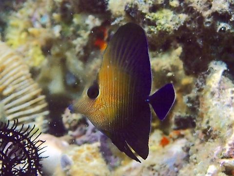 Juvenile Brushtail Tang - Zebrasoma scopas This is a juvenile of Brushtail Tang - Zebrasoma scopas; forebody pale golden brown with gold spots on head, rear body dark brown to purple; paired dark bars on body. Anilao,Batangas,Brown tang,Fish,Geotagged,Philippines,Summer,Zebrasoma scopas