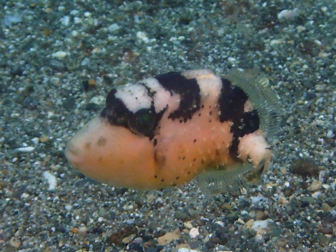 Juvenile Yellowmargin Triggerfish - Pseudobalistes flavimarginatus  Anilao,Batangas,Fish,Geotagged,Philippines,Pseudobalistes flavimarginatus,Summer,Triggerfish,Yellowmargin triggerfish