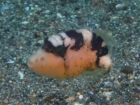 Juvenile Yellowmargin Triggerfish - Pseudobalistes flavimarginatus  Anilao,Batangas,Fish,Geotagged,Philippines,Pseudobalistes flavimarginatus,Summer,Triggerfish,Yellowmargin triggerfish