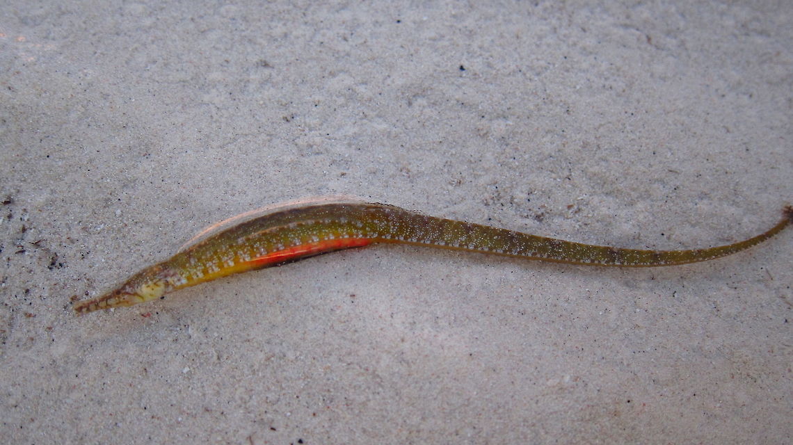 Double-ended Pipefish - Syngnathoides biaculeatus The Double-ended Pipefish - Syngnathoides biaculeatus is mottled green; rear body tapers to tailless point.<br />
Usually found in shallow areas among sea grass or attached to Sargassum algae.<br />
<br />
Found this one washed ashore during low tide, put it back to the grassy area after taking pictures of it.  It looks like it is carrying eggs on its belly.<br />
<br />
They are also known as Alligator Pipefish. Alligator pipefish,Cebu,Geotagged,Malapascua,Philippines,Pipefish,Summer,Syngnathoides biaculeatus