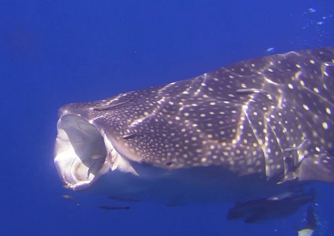 Big Mouth Whale Shark, feeding near the surface, they are filter feeders, channelling waters filled with krill through their gills. Ahe Island,Fish,Geotagged,Indonesia,Irian Jaya,Rhincodon typus,Shark,West Papua,Whale shark