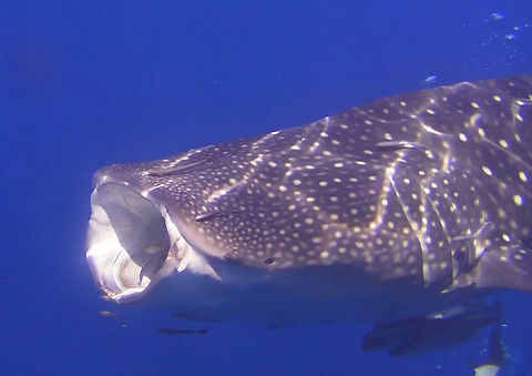 Big Mouth Whale Shark, feeding near the surface, they are filter feeders, channelling waters filled with krill through their gills. Ahe Island,Fish,Geotagged,Indonesia,Irian Jaya,Rhincodon typus,Shark,West Papua,Whale shark