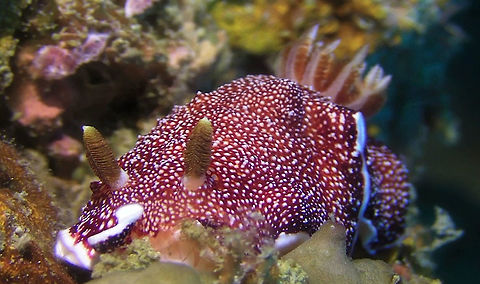 Nudibranch - Goniobranchus reticulatus  Ahe Island,Geotagged,Goniobranchus reticulatus,Indonesia,Irian Jaya,Nudibranch,West Papua