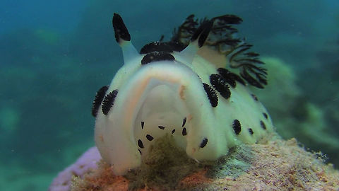 Look into my mouth! Nudibranch - Jorunna funebris Ahe Island,Dotted nudibranch,Geotagged,Indonesia,Irian Jaya,Jorunna funebris,Nudibranch,West Papua