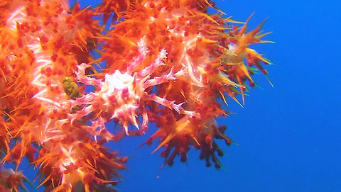 Candy Crab - Hoplophrys oatesii Candy Crab - Hoplophrys oatesii also known as Soft Coral Crab. Ahe Island,Candy crab,Crab,Geotagged,Hoplophrys oatesi,Indonesia,Irian Jaya,Soft Coral Crab,West Papua