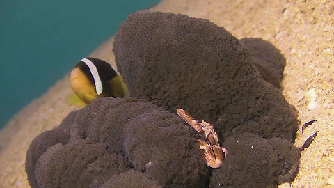 Spotted Porcelain Crab - Neopetrolisthes maculatus This Spotted Porcelain Crab - Neopetrolisthes maculatus lives in Anemone together with the Anemonefish. Ahe Island,Crab,Geotagged,Indonesia,Irian Jaya,Neopetrolisthes maculatus,Porcelain Crab,Spotted Porcelain Crab,West Papua