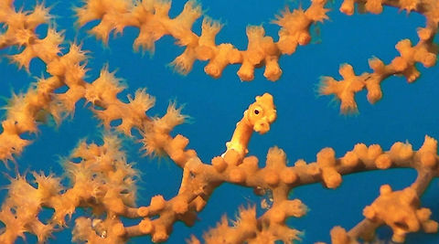 Denise Pygmy Seahorse - Hippocampus denise The Denise Pygmy Seahorse - Hippocampus denise is very small in size and slender.  They also camouflage very well in the sea fan host. Ahe Island,Denises pygmy seahorse,Geotagged,Hippocampus denise,Indonesia,Irian Jaya,Pygmy Seahorse,Seahorse,West Papua