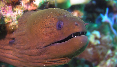 Slender giant moray