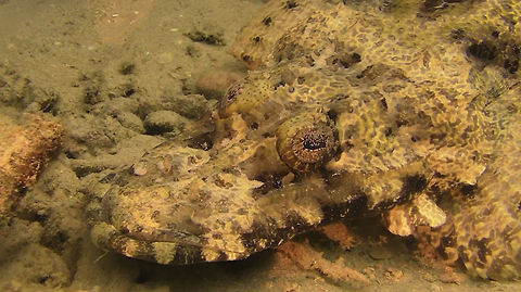Crocodile Flathead - Cymbacephalus beauforti  Ahe Island,Crocodile Flathead,Cymbacephalus beauforti,Fish,Geotagged,Indonesia,Irian Jaya,West Papua