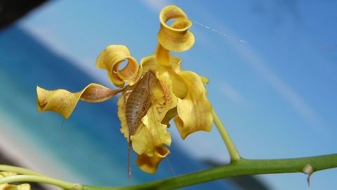 Orchid Orchid with an insect in it.
Saw this Orchid in Ahe Island, in the garden of the Resort I was staying at, during a dive trip. Ahe Island,Flower,Geotagged,Indonesia,Irian Jaya,Orchid,Summer,West Papua