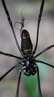 Male Orbweaver Spider approaching the Female Orbweaver Spider - Nephila pilipes
Saw lots of them in the garden of the Resort at Ahe Island. Ahe Island,Geotagged,Giant Golden Orbweaver Spider,Indonesia,Irian Jaya,Nephila,Nephila pilipes,Orbweaver Spider,Spider,Summer,West Papua