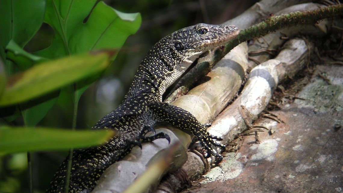 Mangrove Monitor Lizard - Varanus indicus Saw this Mangrove Monitor Lizard - Varanus indicus at Ahe Island in semi-forested area.  Lots of them. The locals eats them but on the small island of Ahe, they are not allowed to do so as it was designated by them as protected area for tourists. Ahe Island,Geotagged,Indonesia,Irian Jaya,Lizard,Mangrove Monitor,Summer,Varanus indicus,west papua