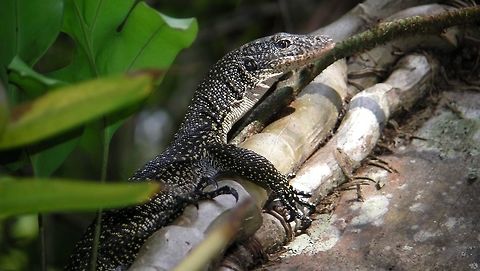 Mangrove Monitor Lizard - Varanus indicus Saw this Mangrove Monitor Lizard - Varanus indicus at Ahe Island in semi-forested area.  Lots of them. The locals eats them but on the small island of Ahe, they are not allowed to do so as it was designated by them as protected area for tourists. Ahe Island,Geotagged,Indonesia,Irian Jaya,Lizard,Mangrove Monitor,Summer,Varanus indicus,west papua