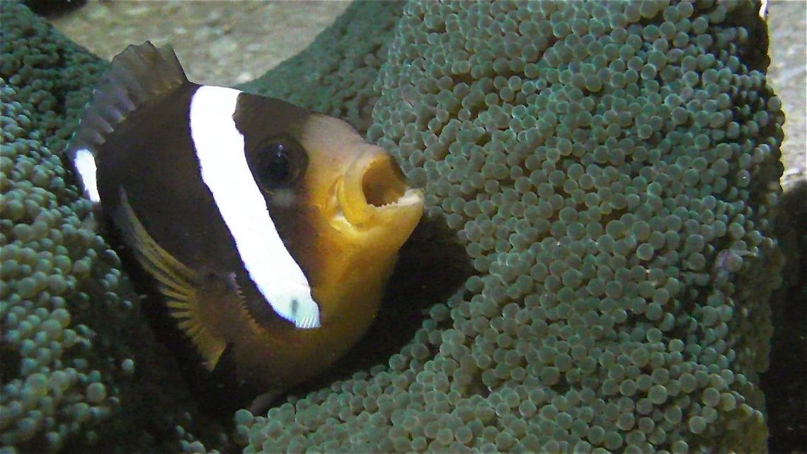 Screaming! Clark&#039;s Anemonefish - Amphiprion clarkii trying to scare me away.<br />
This Clown/Anemone fish can be aggressive and has been known to bite divers if they refused to move away. Ahe Island,Amphiprion clarkii,Anemonefish,Clarks Anemonefish,Clownfish,Fish,Geotagged,Indonesia,Irian Jaya,Summer,West Papua