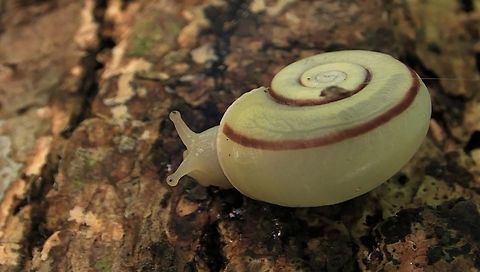 Snail Yellow coloured Snail with a brown line on the shell, seen in Ahe Island. Ahe Island,Geotagged,Indonesia,Irian Jaya,Snail,West Papua