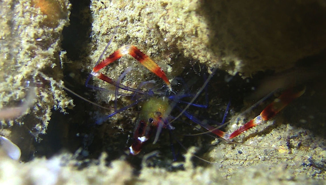Blue Banded Boxer Shrimp - Stenopus tenuirostris The Blue Banded Boxer Shrimp - Stenopus tenuirostris is similar looking to the more common Banded Boxer Shrimp, except that it has bluish body. Ahe Island,Blue Banded Boxer Shrimp,Boxer Shrimp,Geotagged,Indonesia,Irian Jaya,Shrimp,Stenopus tenuirostris,West Papua