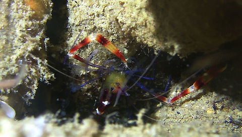 Stenopus tenuirostris