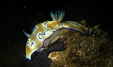 Nudibranch - Goniobranchus leopardus  Anilao,Batangas,Geotagged,Goniobranchus leopardus,Leopard Chromodoris,Nudibranch,Philippines