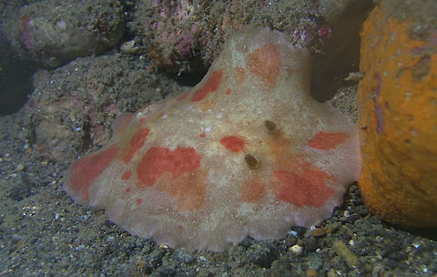 Bloody Platydoris - Platydoris cruenta  Anilao,Batangas,Geotagged,Nudibranch,Philippines,Platydoris cruenta