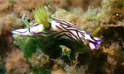 Nudibranch - Hypselodoris zephrya  Anilao,Batangas,Geotagged,Hypselodoris zephyra,Nudibranch,Philippines