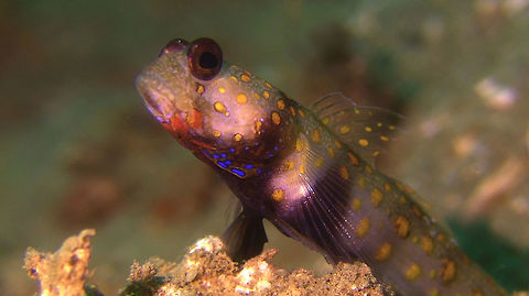 Spotted Shrimpgoby - Amblyeleotris guttata  Ahe Island,Amblyeleotris guttata,Fish,Geotagged,Goby,Indonesia,Irian Jaya,Philippines,Spotted Shrimp Goby,West Papua