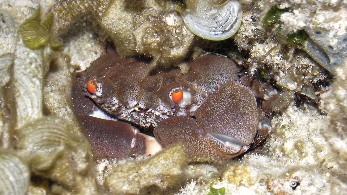 Red Eyed Rock Crab - Eriphia sebana Rock Crab - Eriphia sebana, with red eyes, found during low tide in tidal pool. Ahe Island,Crab,Eriphia sebana,Geotagged,Indonesia,Irian Jaya,Red Eyed Rock Crab,Summer,West Papua