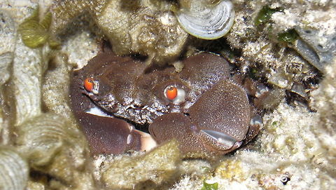 Red Eyed Rock Crab - Eriphia sebana Rock Crab - Eriphia sebana, with red eyes, found during low tide in tidal pool. Ahe Island,Crab,Eriphia sebana,Geotagged,Indonesia,Irian Jaya,Red Eyed Rock Crab,Summer,West Papua