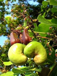 Cashew Fruit/Nut - Anacardium occidentale The Cashew trees originates from Brazil.  The picture shows the fruit and the nut (green in colour here). Anacardium occidentale,Bali,Cashew,Cashew Fruit,Cashew Nut,Geotagged,Indonesia,Nut,Winter