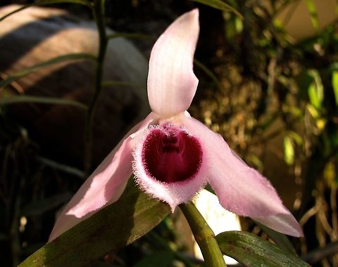 Unscented Dendrobium - Dendrobium anosmum Saw this Unscented Denrobium Orchid in the garden area of a HIndu Temple. Bali,Dendrobium anosmum,Flower,Geotagged,Indonesia,Orchid,Unscented dendrobium,Winter