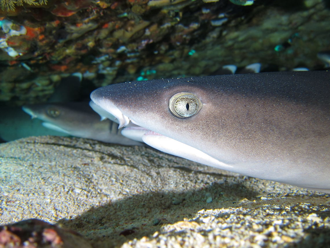 White Tip Reef Shark - Triaenodon obesus  Bali,Geotagged,Indonesia,Reef Shark,Shark,Spring,Triaenodon obesus,Whitetip Reef Shark