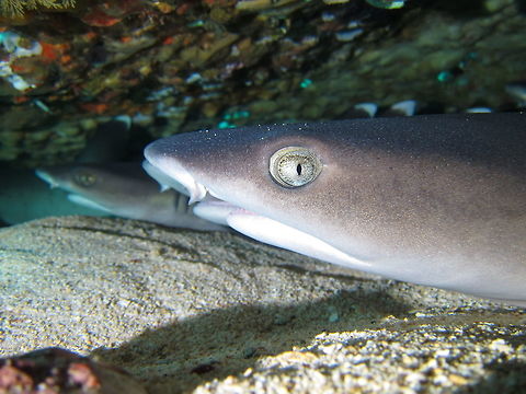White Tip Reef Shark - Triaenodon obesus  Bali,Geotagged,Indonesia,Reef Shark,Shark,Spring,Triaenodon obesus,Whitetip Reef Shark