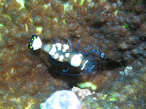 Peacock Tail Glass Anemone Shrimp - Periclimenes brevicarpalis  Bali,Geotagged,Glass Anemone Shrimp,Indonesia,Peacock Tail Glass Anemone Shrimp,Periclimenes brevicarpalis,Shrimp,Spring