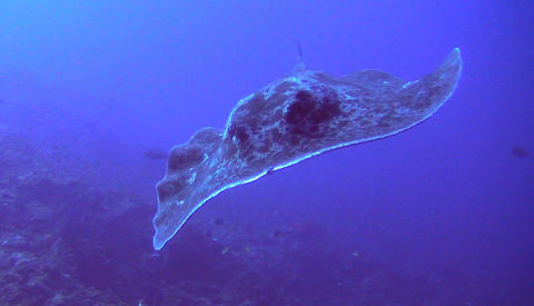 Marble Ray - Taeniura meyeni  Bali,Geotagged,Indonesia,Ray,Round ribbontail ray,Stingray,Taeniura meyeni