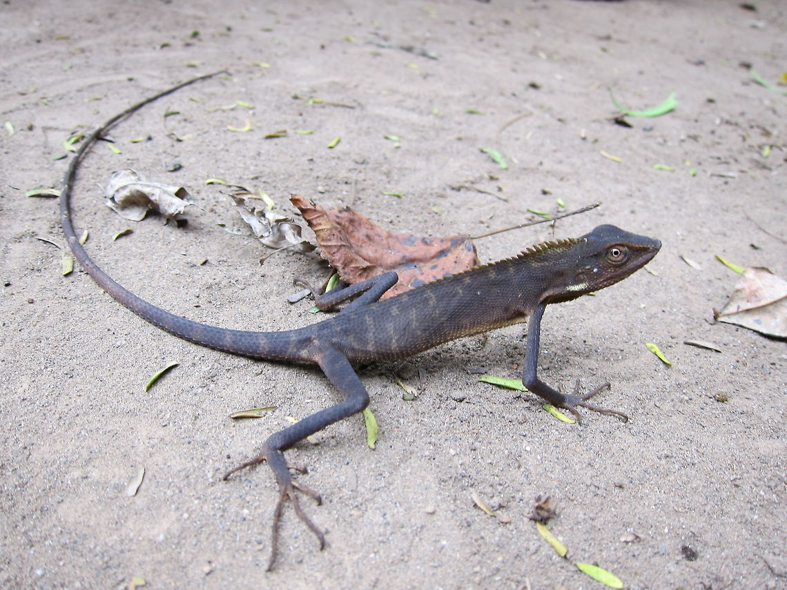 Oriental Garden Lizard - Calotes versicolor  Bali,Calotes versicolor,Geotagged,Indonesia,Lizard,Oriental Garden Lizard,Spring