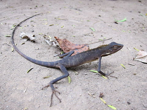 Oriental Garden Lizard - Calotes versicolor  Bali,Calotes versicolor,Geotagged,Indonesia,Lizard,Oriental Garden Lizard,Spring