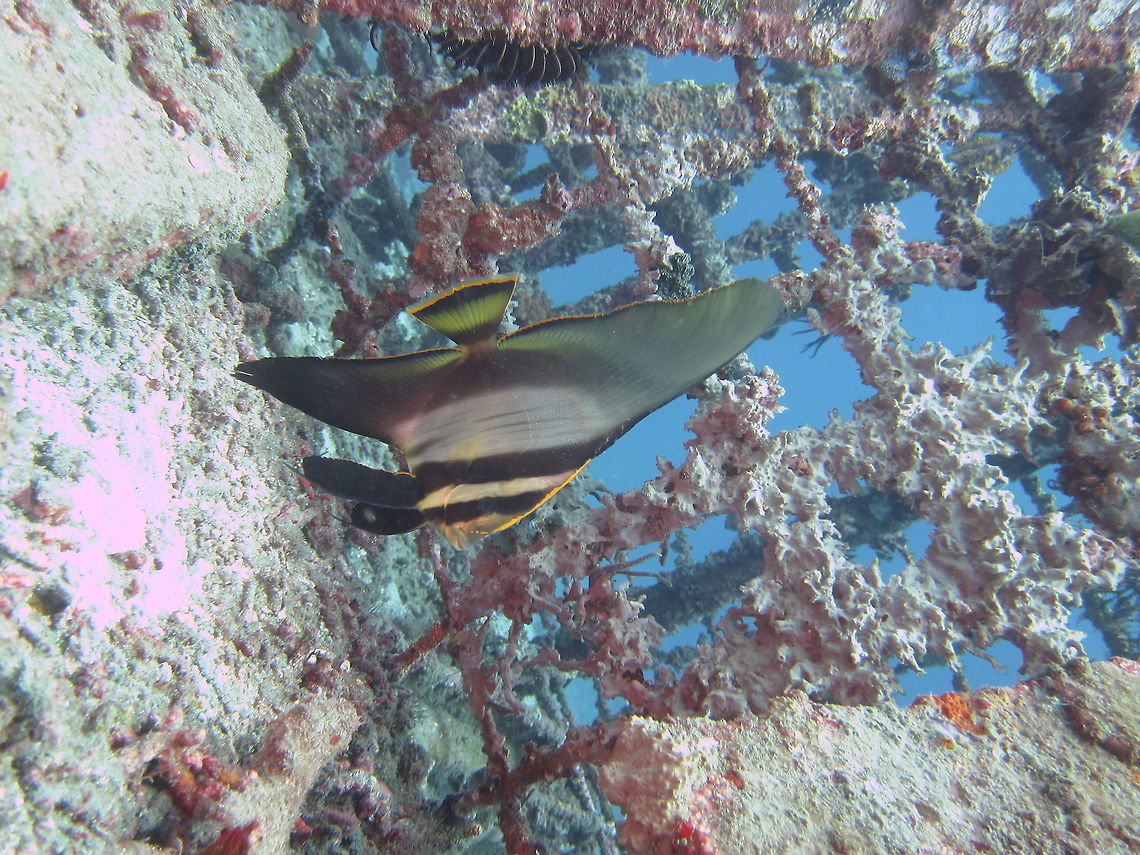 Pinnate Batfish - Platax pinnatus  Bali,Batfish,Fish,Geotagged,Indonesia,Pinnate batfish,Platax pinnatus,Spring