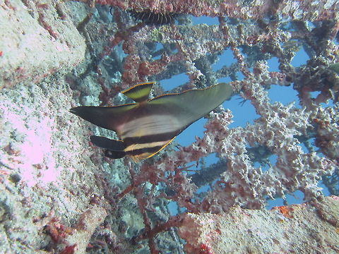 Pinnate Batfish - Platax pinnatus  Bali,Batfish,Fish,Geotagged,Indonesia,Pinnate batfish,Platax pinnatus,Spring