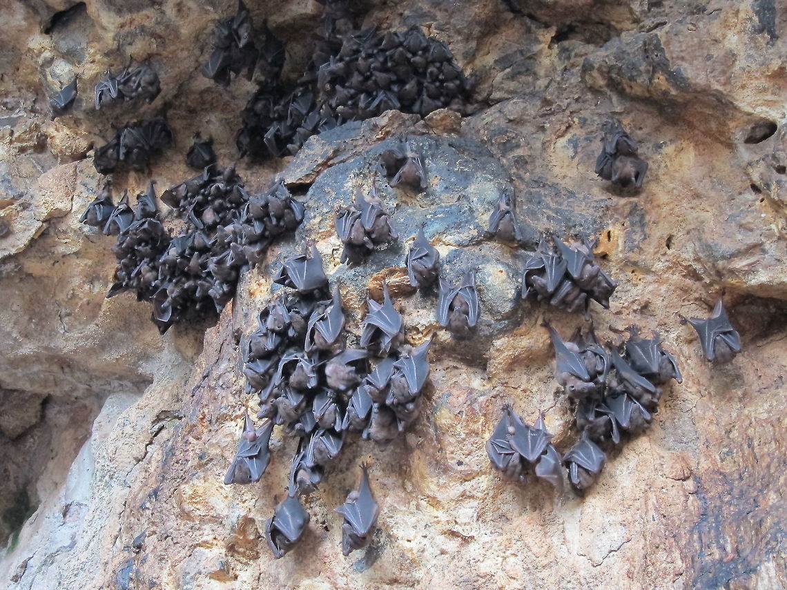 Lesser Dawn Bat - Eonycteris spelaea The Lesser Dawn Bat - Eonycteris spelaea are also known as Cave Nectar Bat.<br />
Saw them at Goa Lawah Temple in Bali, where they can be seen by the thousands. Bali,Bat,Eonycteris spelaea,Geotagged,Indonesia,Lesser Dawn Bat,Spring,cave nectar bat