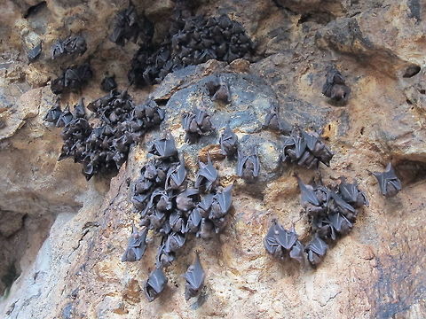 Lesser Dawn Bat - Eonycteris spelaea The Lesser Dawn Bat - Eonycteris spelaea are also known as Cave Nectar Bat.
Saw them at Goa Lawah Temple in Bali, where they can be seen by the thousands. Bali,Bat,Eonycteris spelaea,Geotagged,Indonesia,Lesser Dawn Bat,Spring,cave nectar bat
